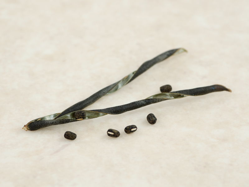 莢がらせん状に裂けてタネが飛び出した様子