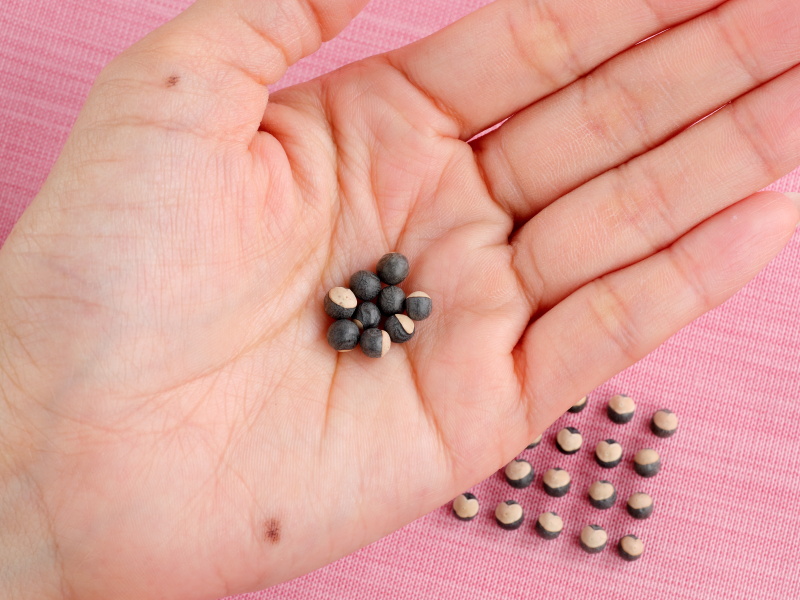 タネを手のひらにのせた画像。