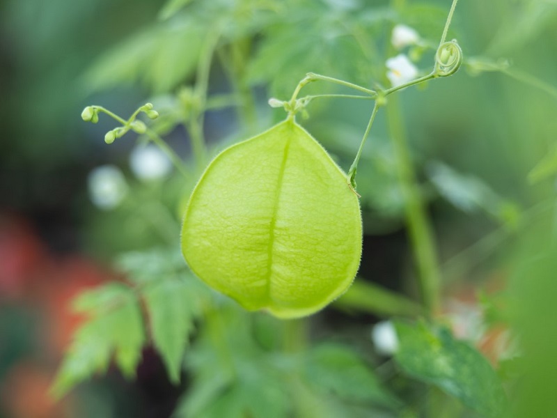 黄緑色の風船の形をしたフウセンカズラの画像