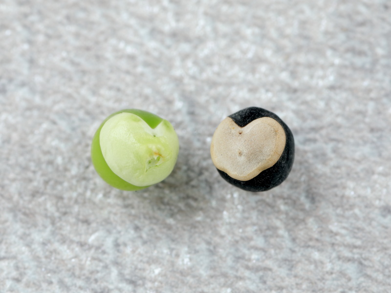熟す前の緑色のタネと熟した黒色のタネを並べた画像