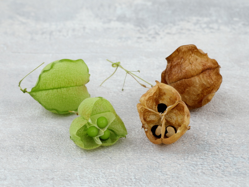 緑色のさく果と茶色のさく果を並べた画像