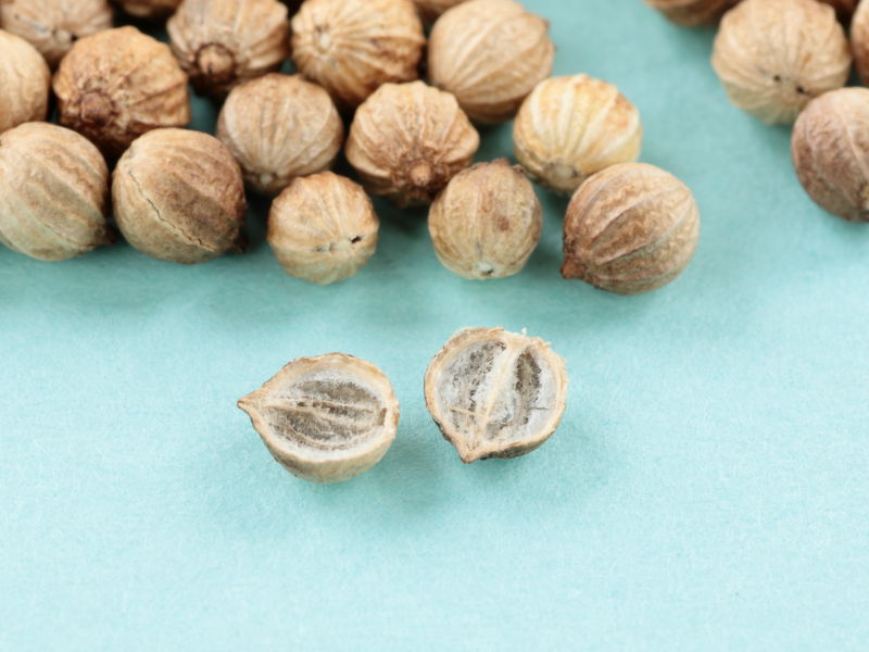 丸いタネ。2つにぱかっと割れます。