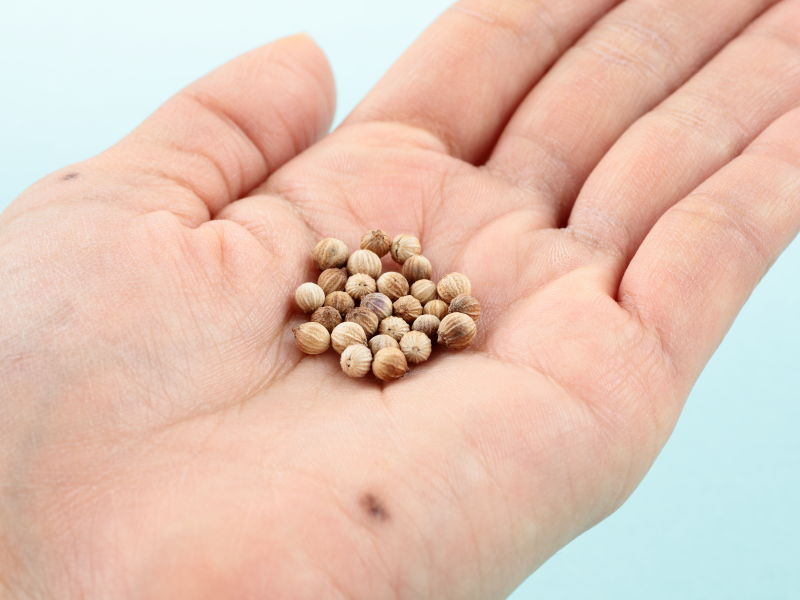 タネを手のひらにのせた画像
