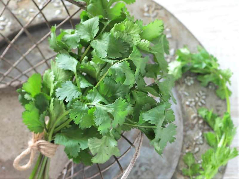 パクチーを束ねた画像
