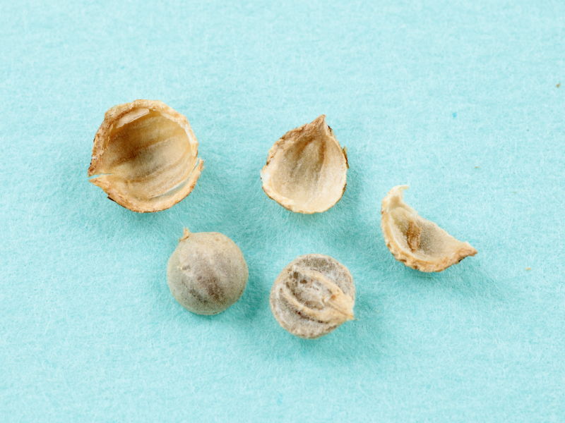 タネの殻を割ると2つのタネがでてきます。