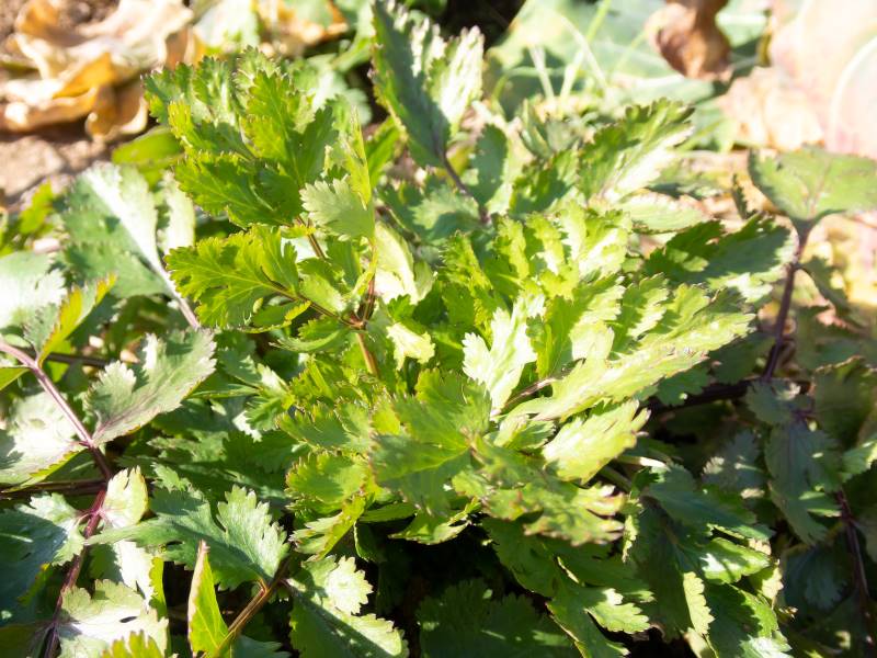 冬場にパクチーが成長している様子。寒さで地面を這うように成長しています。