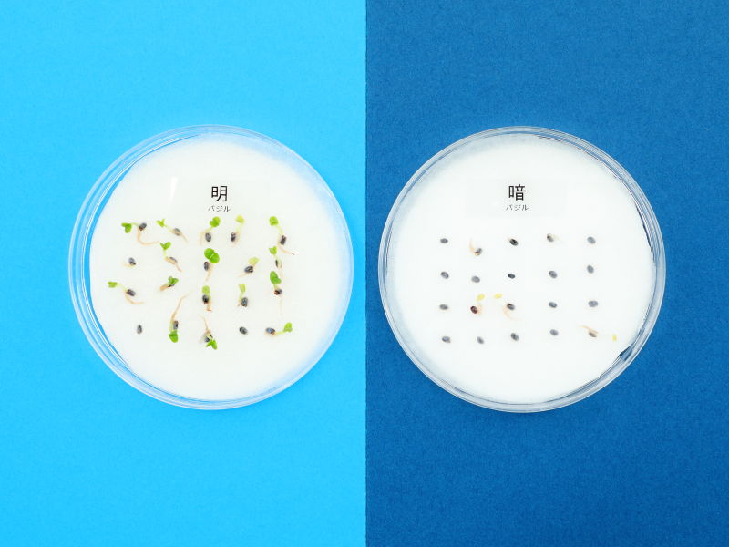 バジルのタネをまいたシャーレ2個の結果、左側のシャーレが明るい場所に置いたもの。右側のシャーレが暗い場所に置いたもの。