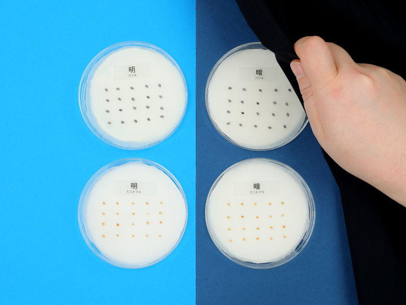 バジルとミニトマトのタネを各2つ、合計4つのシャーレに播種し、光の有無による発芽の変化を比べる実験前の写真