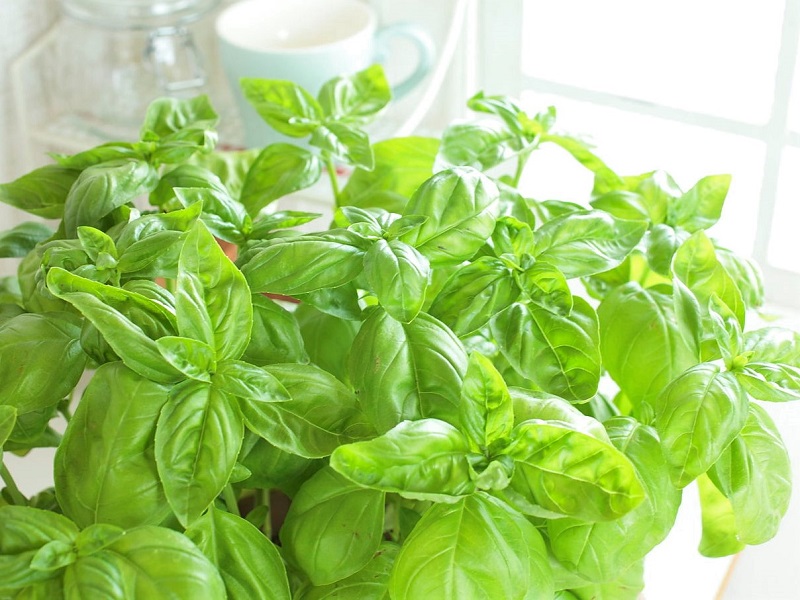 若緑色の葉がしげるバジルの栽培風景