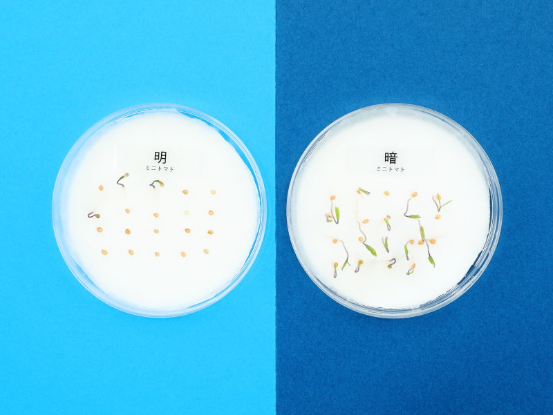 ミニトマトのタネをまいたシャーレ2個の結果、左側のシャーレが明るい場所に置いたもの。右側のシャーレが暗い場所に置いたもの。