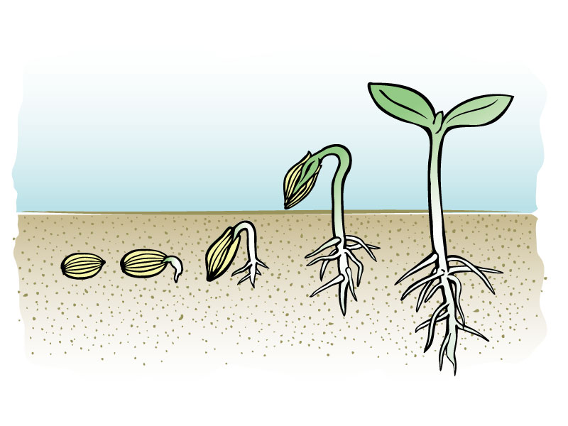 タネの発芽の様子を時系列で説明したイラスト