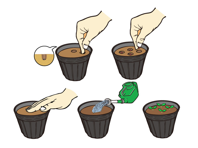 タネまき、点まきの方法を示したイラスト。