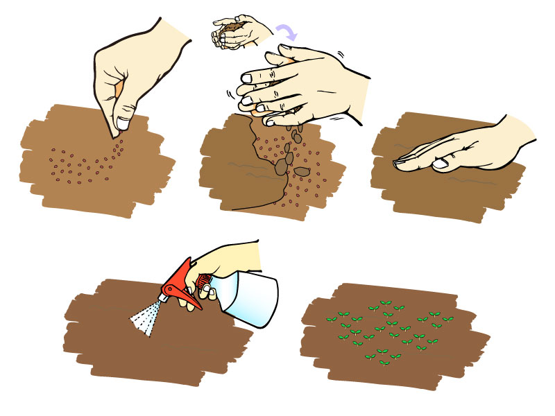 タネまき、ばらまきの方法を示したイラスト。