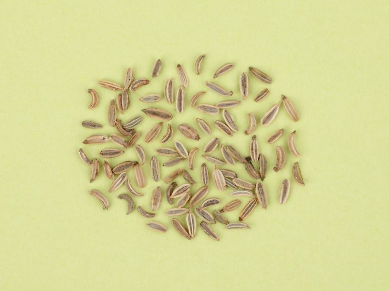 フェンネルのタネを並べた画像