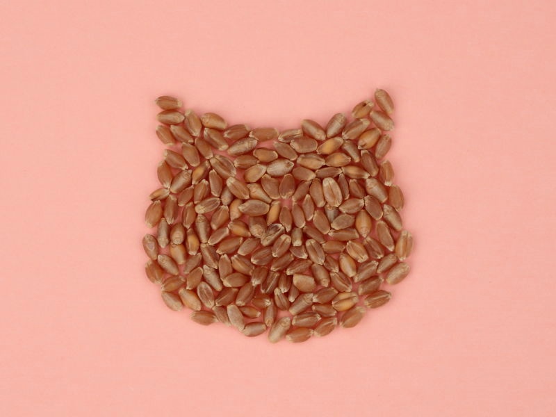 猫の顔シルエット状にタネを敷き詰めた写真