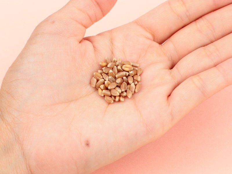 手の平にタネを乗せてサイズ比較する写真