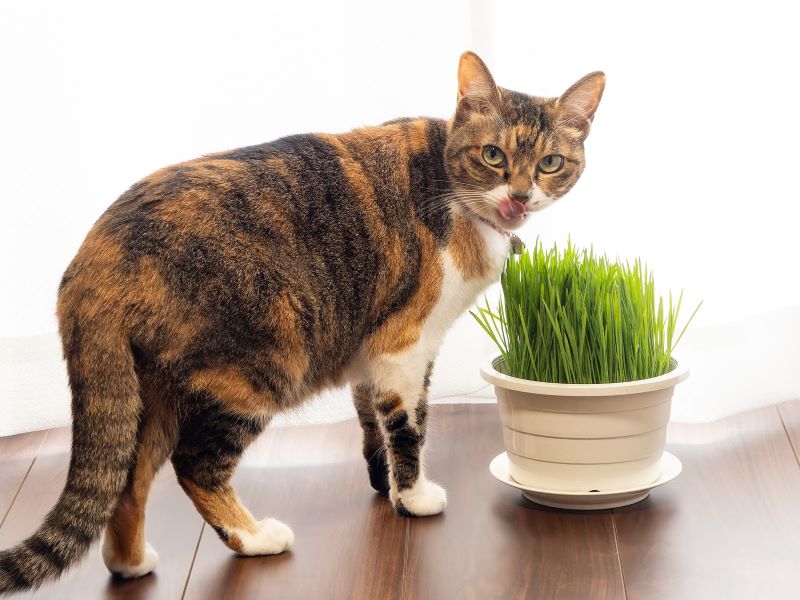 窓際に、猫と白い鉢に青々と育つ猫草が一緒に写る写真