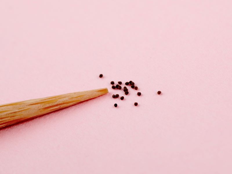 1mm以下の茶色くて小さなタネと竹串の先端の比較画像