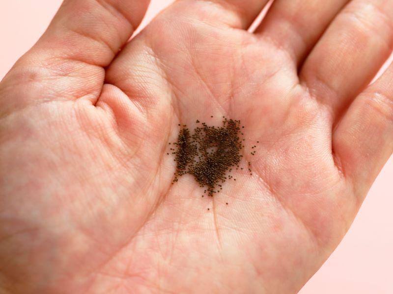 タネを手のひらにのせた画像