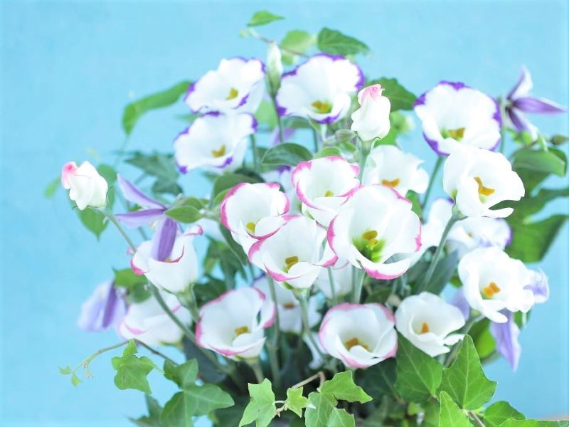 無花粉タイプの一重咲トルコギキョウのフラワーアレンジ