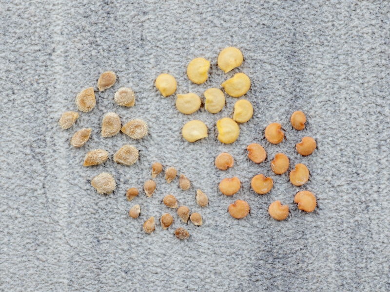 4種類の色やサイズが少しだけ違うタネが表示されている写真