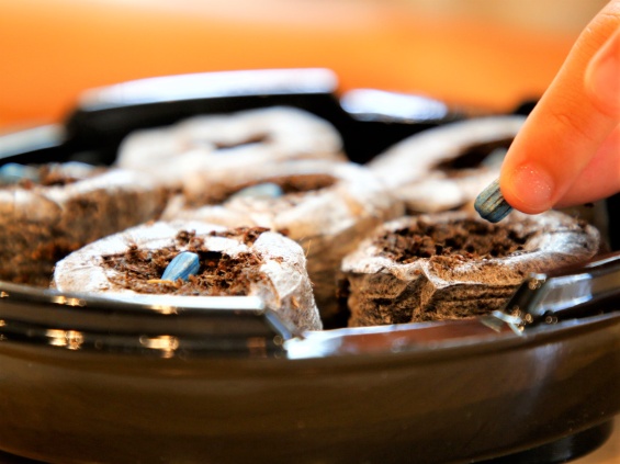 ヒマワリのタネをまく様子