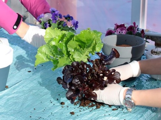 寄せ植えをする様子