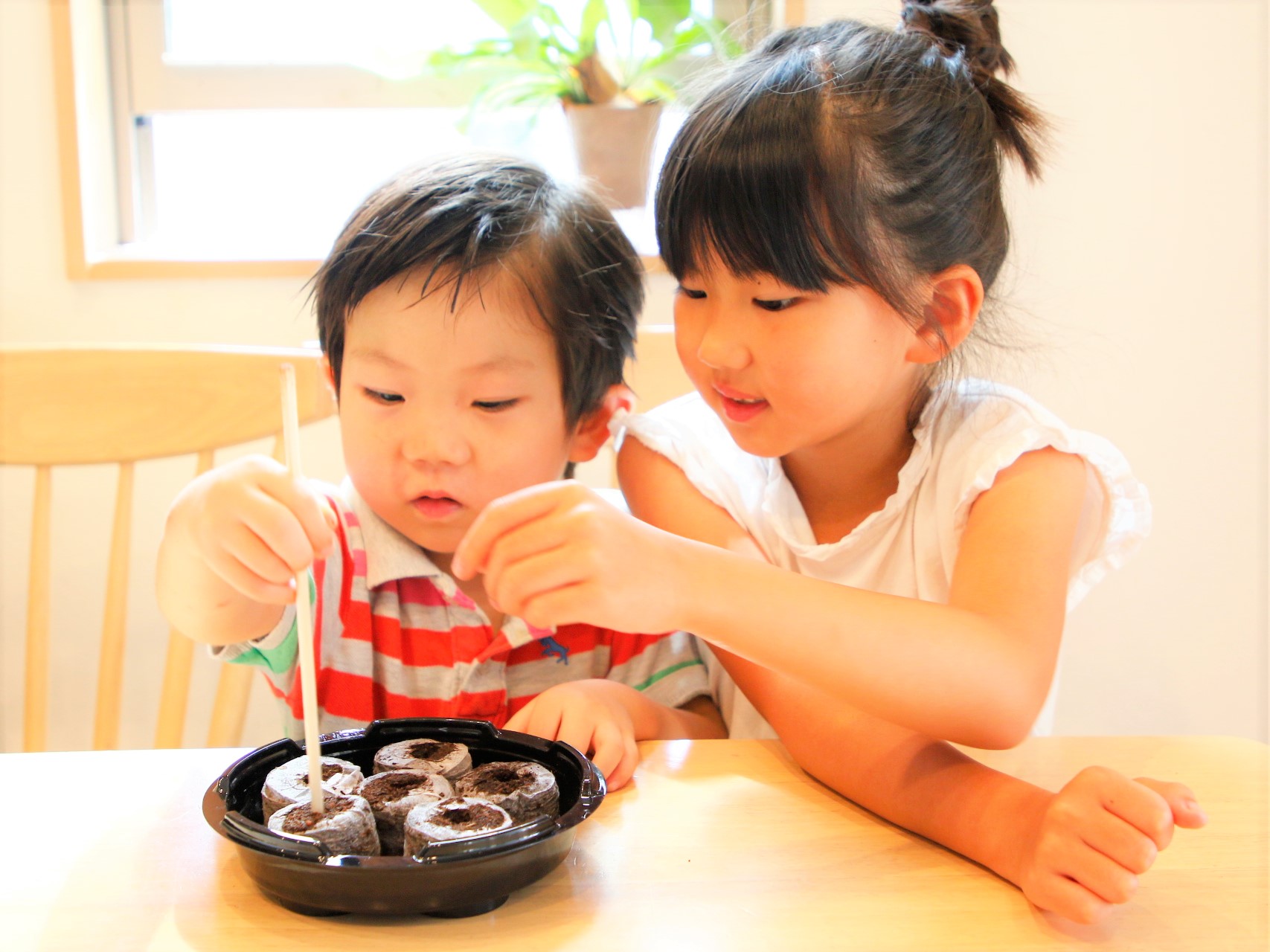 子どもがタネをまく様子